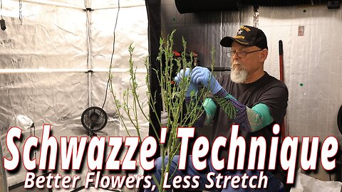 The Schwazze' Technique: Maximizing Flower Quality, Minimizing Plant Stretch