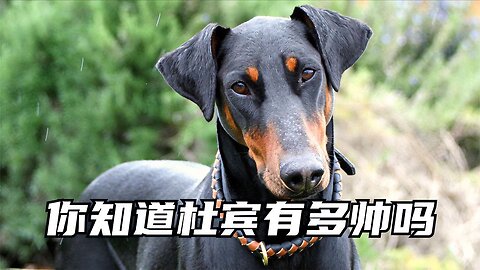 Doberman, the most handsome dog in the world, can you raise him?