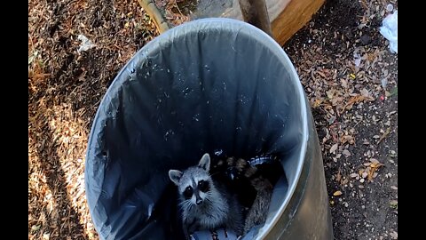 Raccoons In the Trash Can