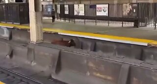 Something You Don’t See in NJ – Bull On the Loose on NJ Transit Tracks