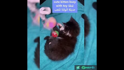 #قط #قطط #cat #cats #قطتي #قطوة #قططي #قطط_كيوت-قطة تلعب- cuuutttee kitten plays.mp4