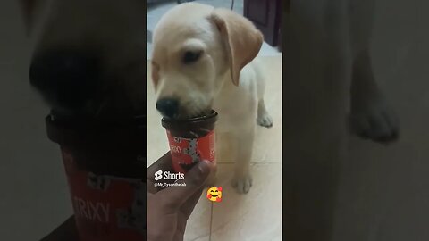 Puppy Enjoying Glace #shorts #puppy #viral