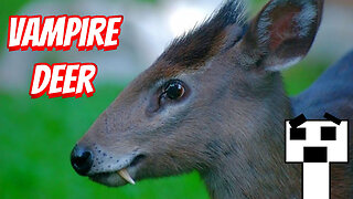 The Real Vampire Deer!