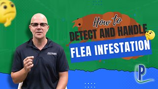 How to Detect and Handle Flea Infestation