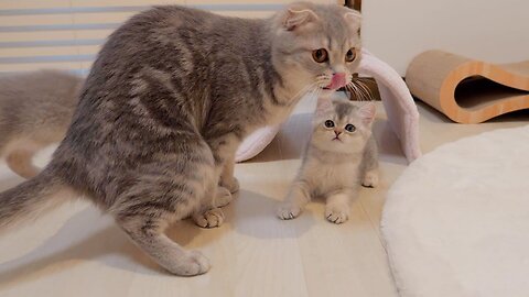 The kittens playing with their mother cat jumping on each other one after another was so cute...