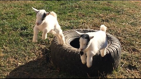 WE LOVE GOATS IN THE YARD!