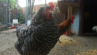 Backyard Chickens Fun Relaxing Chickens Sounds Noises Hens Clucking Roosters Crowing!