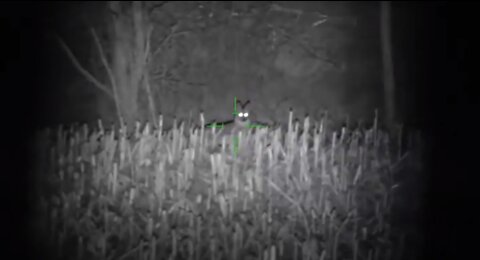 ATN Ambassador Compilation | The Night Vision Rifle Scope X-Sight 4K Pro Night Hunt Footage