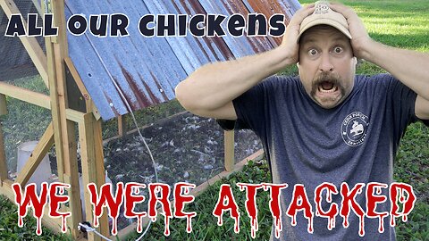 Predators WIPED OUT OUR CHICKENS