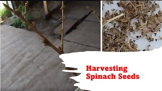 Harvesting Spinach Seeds