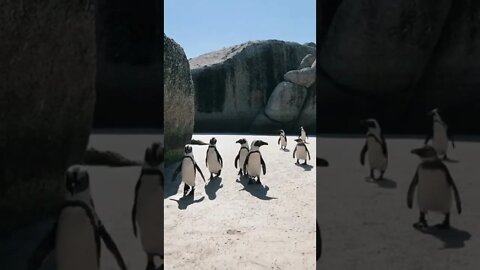 ANIMAIS MAIS ENGRAÇADOS DO MUNDO #82 • Pinguins - inscreve-se no CANAL #shorts