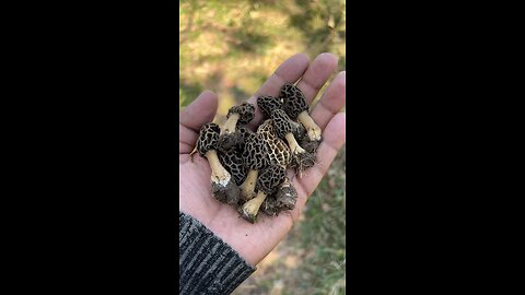 Wild mushrooms