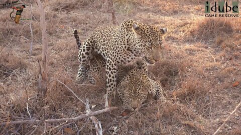WILDlife: Leopards Pairing In the Dry Grass