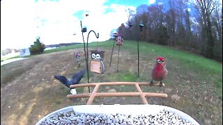 bird feed cam