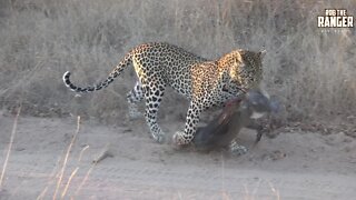 Leopard Takes A Warthog To A Safe Spot For Breakfast