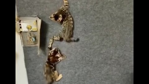 Amazing Cat Viral Video 👌