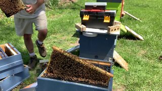 May 2, 2020 - Checking for Queen Cells after Notching, #beekeeping