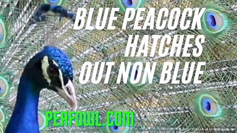 Blue Peacock Hatches Out Non Blue, Peacock Minute, peafowl.com