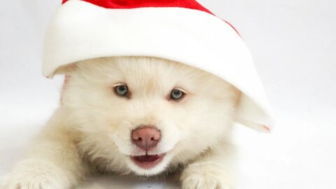 Cute Animals of Christmas Compilation