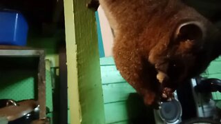 Bandit, the Australian Possum, holds on with it's tail and back feet, ( Part 2 ) ( Video 13 )