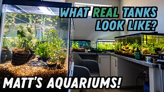 What do REAL fish tanks look like? Matt's Aquariums Revealed!