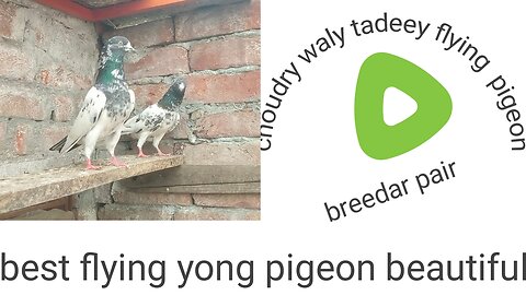 Beautiful Choudry waly tadeey pigeon beautiful breeder pair