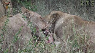 LIONS: Following The Pride 68: Finishing A Kudu Meal