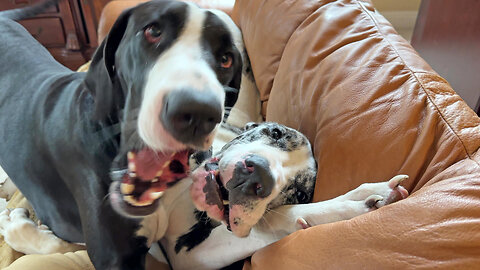 Funny Great Danes Love Upside Down Wrestling Bitey Face Game