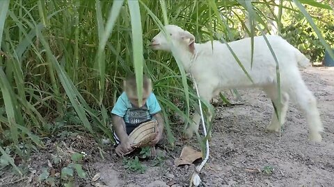 Moncey Cutis and Baby Goat Vidios