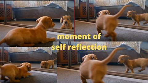 Pup freaks out after seeing his own reflection