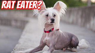 The Weird Chinese Crested Dog!