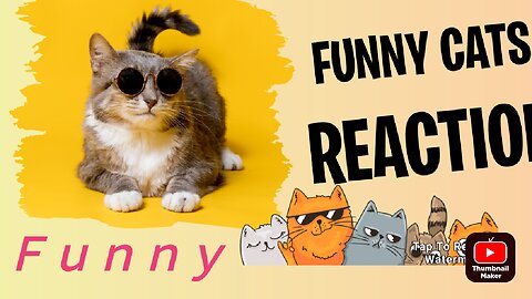 Funny animal Videos || Funny Cat || Funnest Moments of animals
