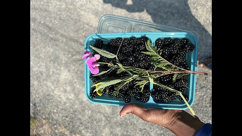 Picking Blackberries with mom