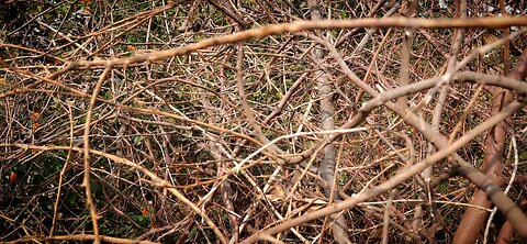 dry plant rough view