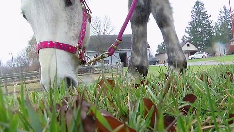 Neglected horse will give birth soon and the shelter that saved her is asking for your help