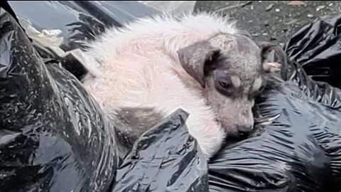 He lived in a trash can, and slept right on garbage bags