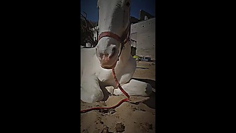 Indian horse 🐴 raning video 😱