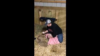 Crazy goat birth!