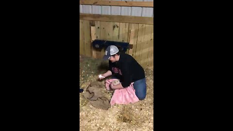 Crazy goat birth!