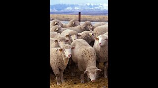 Great sheep🐑 mystery⁉️Sheep walk in a circle for over 10 days🔙