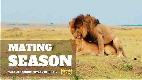 Mating Season - Wild Africa, हिन्दी डॉक्यूमेंट्री | Wild animals documentary in Hindi