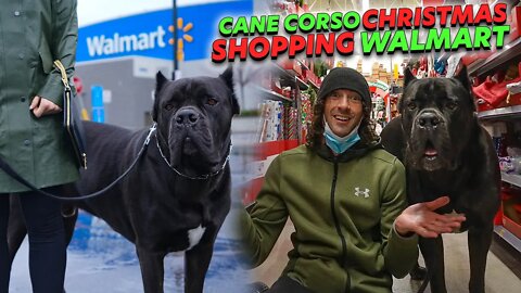 Cane Corso @Walmart Christmas Shopping - GSD Puppy Meeting
