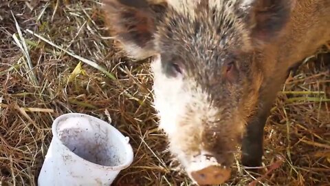 Wild boars on the animal farm.Large wild boar female. Pig licks the camera57