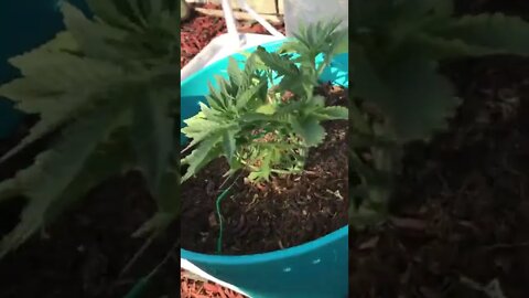 2022 Garden Updates Cannabis outdoor grow California