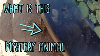 What is this Mystery animal??