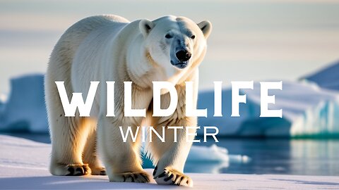 Winter Wildlife Harmony: Peaceful Melodies for Tranquil Encounters