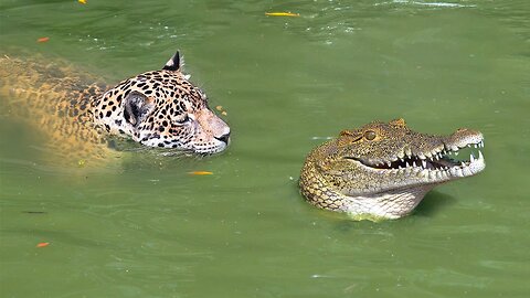 This is Why Jaguars Kill Crocodiles