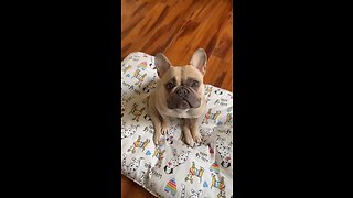 Can We Skip To The Good Part? | Mochi The French Bulldog