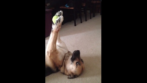 Dog Shows Off Her Impressive Ball Handling Skills With Her Favorite Ball