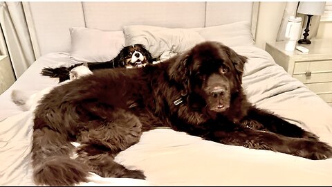 Newfy, Cav and Ragdoll take up entire King Size bed